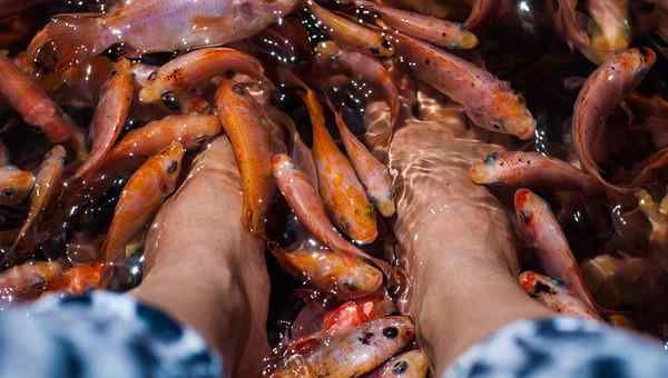 土耳其温泉鱼 让温泉鱼吃脚皮竟罹患脱甲症！ 避免感染 必知5个重要提醒