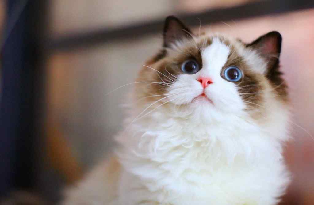 瞳孔放大的原因是什么 猫咪瞳孔放大是什么原因？会不会有什么危险？