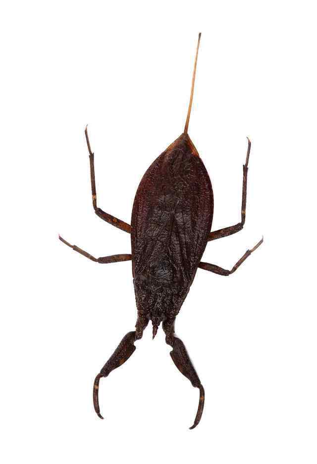 水蝎子 常见水生昆虫——水蝎子