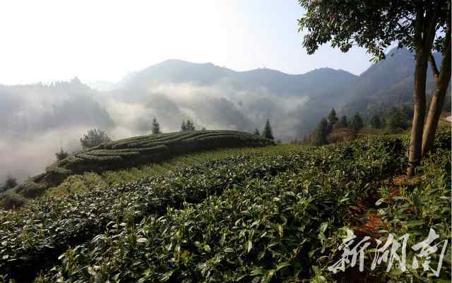 黄金茶多少钱一斤 明前茶市场俏 湘西保靖黄金茶每斤600元 上涨20%