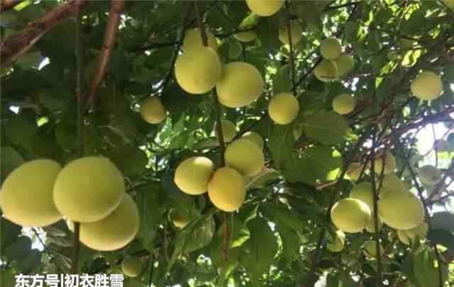 五月榴花照眼明全诗 五月轻诗：梅子黄时雨，榴花照眼明