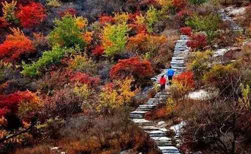 幽岚山 坡峰岭红叶 北京幽岚山秋天的勋章