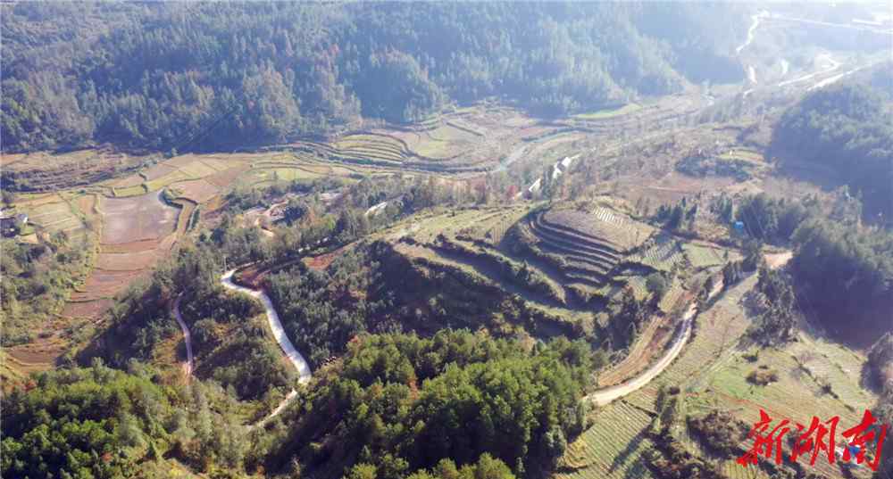 花垣县 花垣这个5000亩茶园将变成生态休闲观光体验园！