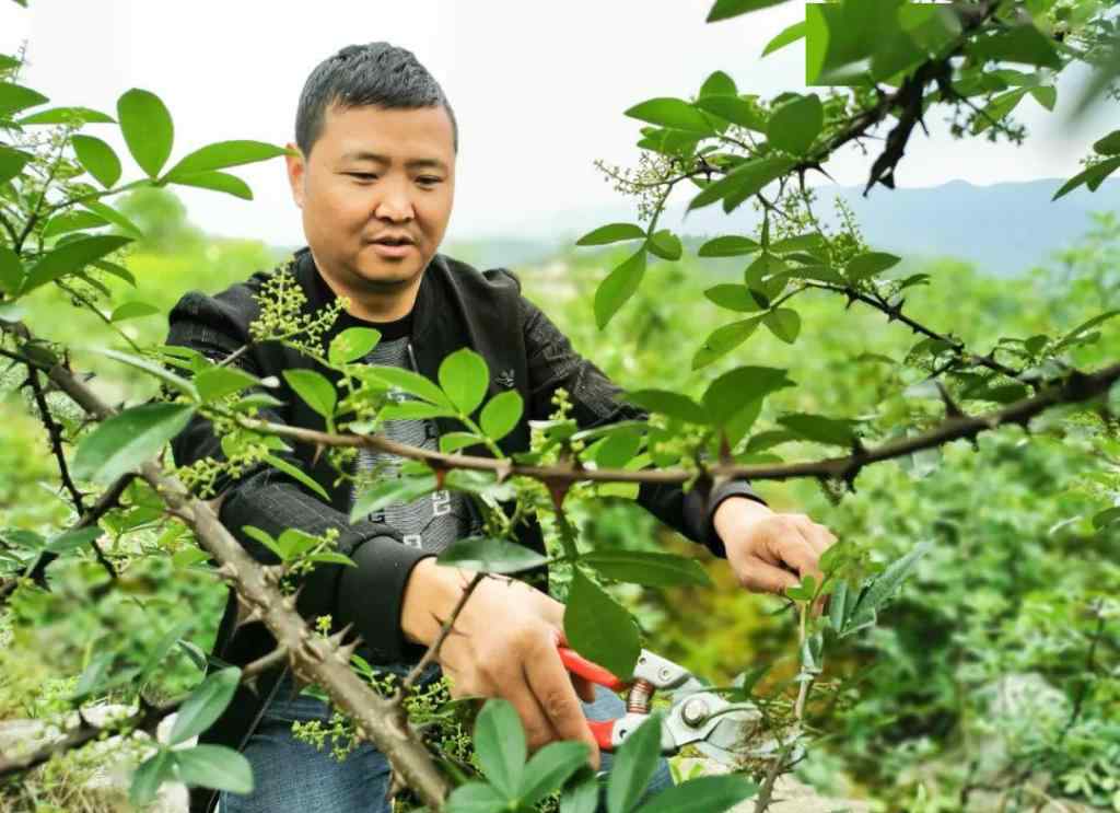 一亩花椒产量 小花椒“长”成大产业，余庆县敖溪镇花椒种植面积已达2.5万亩