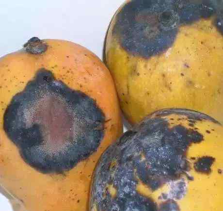 芒果里面有黑色茎状物 有图有真相！史上最全芒果病害