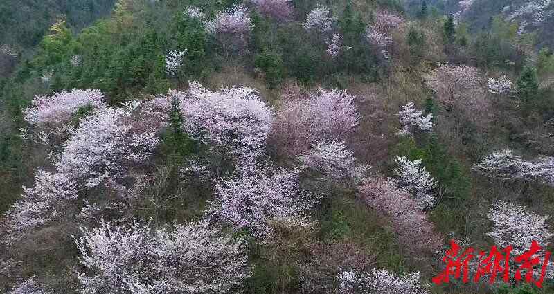 惊艳乡村 临湘万亩野樱花惊艳乡村