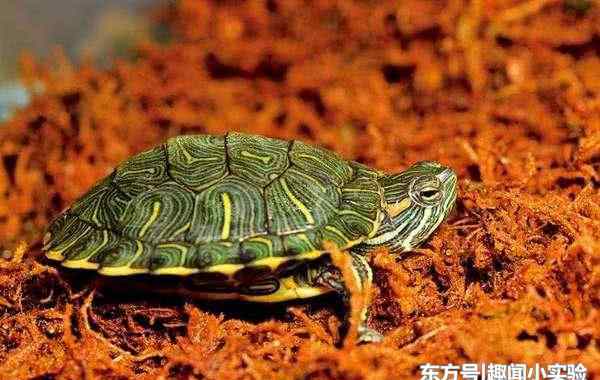 最有灵性的龟排名 地球上7大最有灵性的龟，巴西龟第一，中华草龟第七，你养哪种？