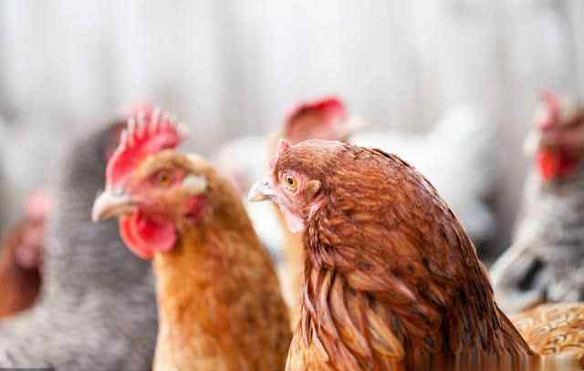 鸡突然死亡的原因有三 夏季，为什么蛋鸡总是突然死亡？发病原因，症状和综合防治措施