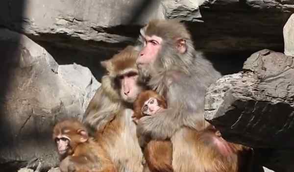 零下17度!北京动物园猴子抱成团取暖