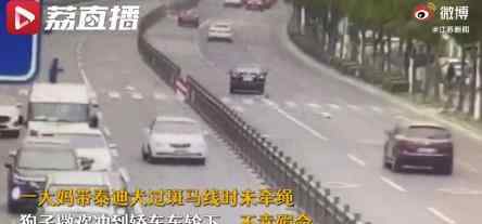 狗狗未拴绳过马路被撞死主人全责 具体是什么情况？