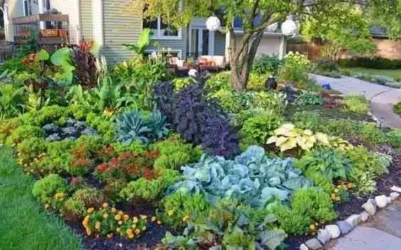 最美一楼小院种菜图 愿有一个小院，不养花，只种菜！