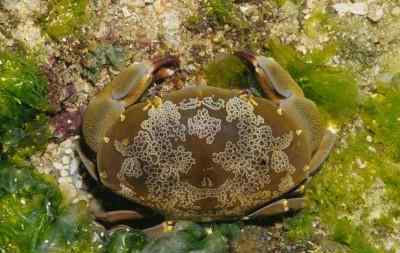 十大毒蟹 盘点世界上几种有毒的螃蟹，食用一只小命就没了