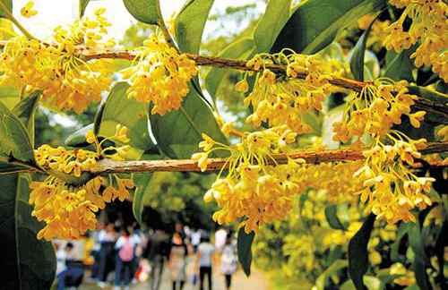 桂花树几月开花 杭州桂花什么时候开？ 2016杭州西湖桂花节时间、地点