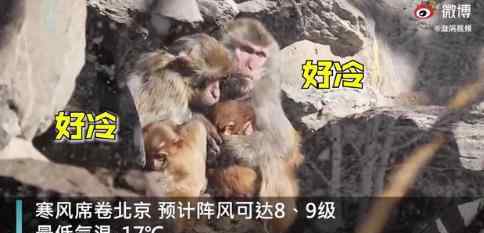 北京动物园猴子抱团取暖 具体是啥情况?