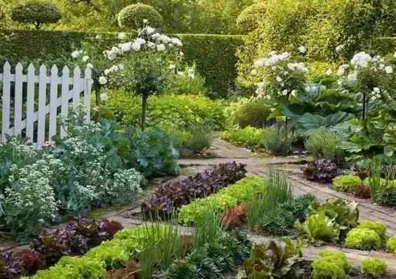 最美一楼小院种菜图 愿有一个小院，不养花，只种菜！
