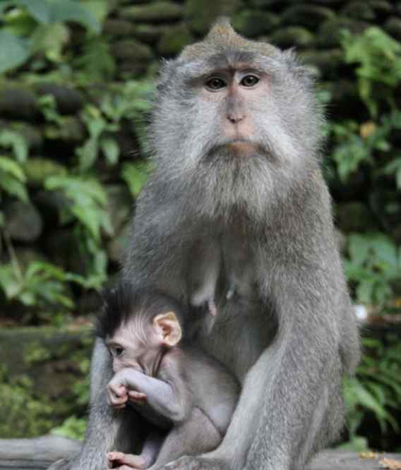 人猴杂交胚胎首次存活20天 事情经过真相揭秘！