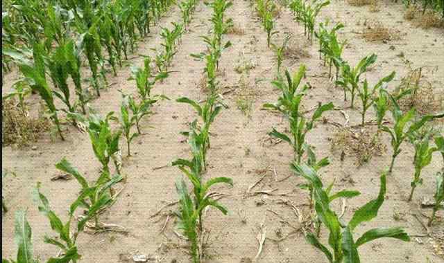 玉米割苗能增产吗 新型玉米种植方法，玉米割苗能增产30%？农民们知道不？