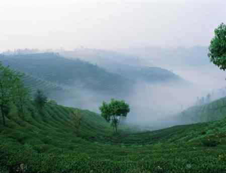 湖南茶叶 知道湖南|湖南人什么时候开始种茶?辛追喝的是什么茶?