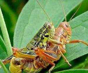 最大蝗虫 蝗虫的最大恐惧:1个蝗虫最大繁殖1000个，蝗虫猖獗与人类活动相关