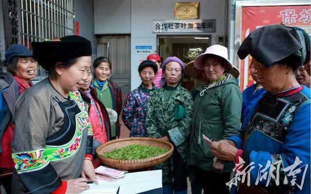 黄金茶多少钱一斤 明前茶市场俏 湘西保靖黄金茶每斤600元 上涨20%