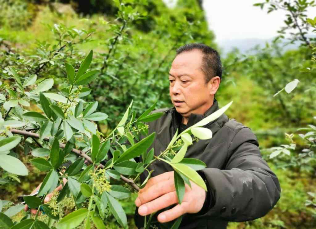 一亩花椒产量 小花椒“长”成大产业，余庆县敖溪镇花椒种植面积已达2.5万亩