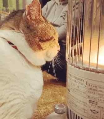 暖炉猫 “暖炉猫”获100W赞爆红全网！又胖又懒治愈无数网友：灵魂烤火猫大娘！