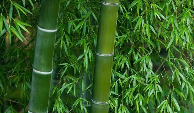 竹子可以做成哪些东西 看似简单的竹子却不“简单”，它可以做成11种创意的物品