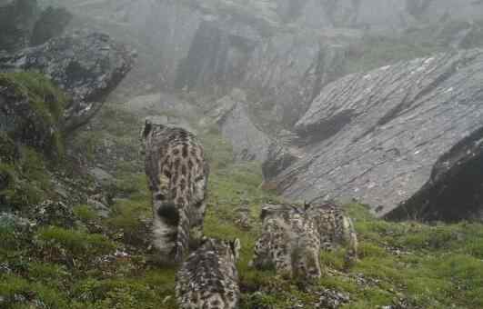 四川拍到四只雪豹 实在是太罕见了