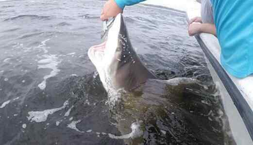 渔民放生误捕鲨鱼 惊险至极真相实在让人后怕