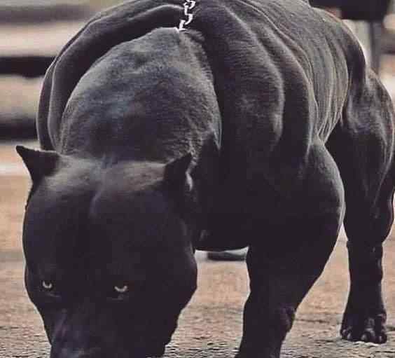 黑豹犬 新型猛犬问世，融入黑豹基因，将取代罗威纳犬，成为顶级防暴犬