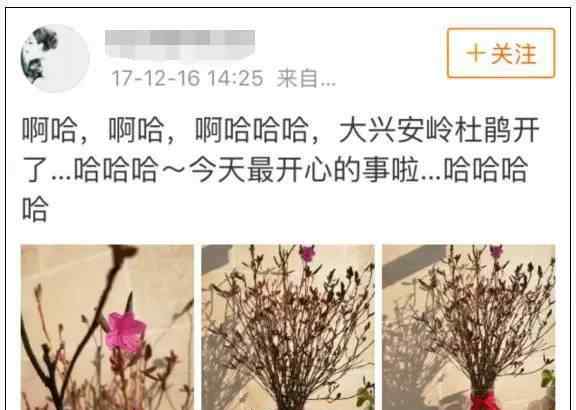 杜鹃花为什么是禁花 “起死回生”的杜鹃花刷爆朋友圈 野生杜鹃花真有那么神奇吗？