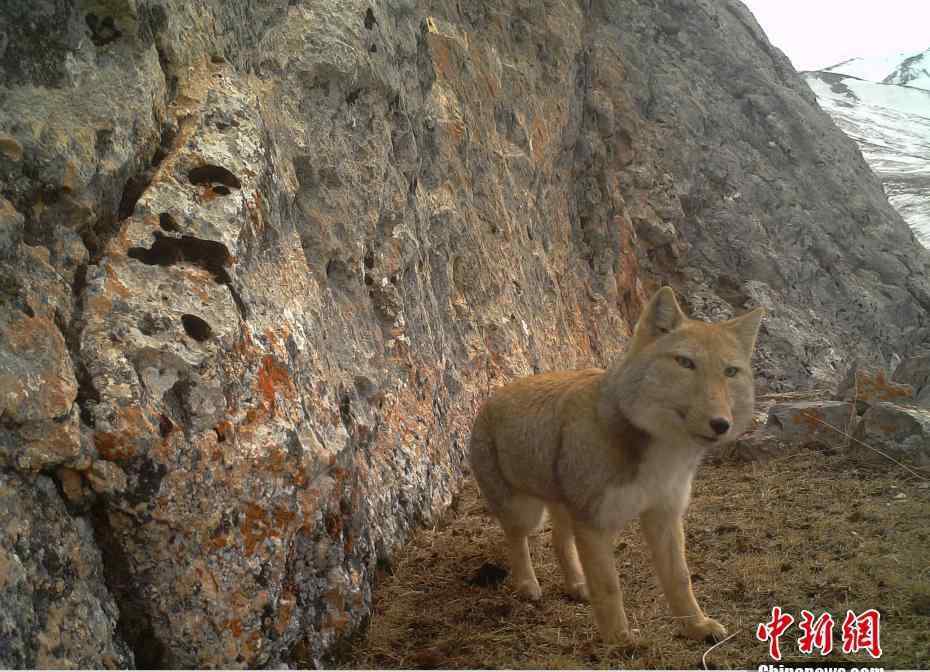 藏狐 青海发现野生藏狐 大方脸露出迷之微笑 为什么说藏狐精神污染