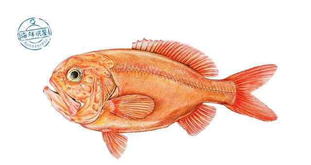 长寿鱼 很多人都不知道有这种“长寿鱼”，但是吃了真的能长寿吗？