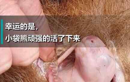 始料未及!袋熊死亡后袋囊中伸出一只小手 接下来不可思议的一幕发生