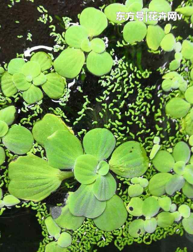 浮萍草 叶子和牡丹花相似，却是浮萍草的一种，半个月水面就能铺满