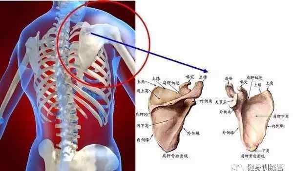 肩膀下沉正确姿势 练背前必须要做的4个动作，恢复肩胛骨缺失的4个能力