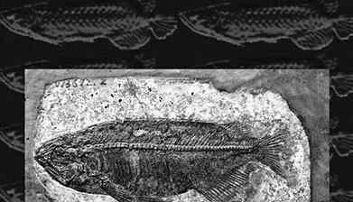 最完整金龙鱼化石 远古时代一条完整的金龙鱼出现了