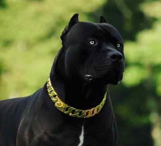 黑豹犬 新型猛犬问世，融入黑豹基因，将取代罗威纳犬，成为顶级防暴犬