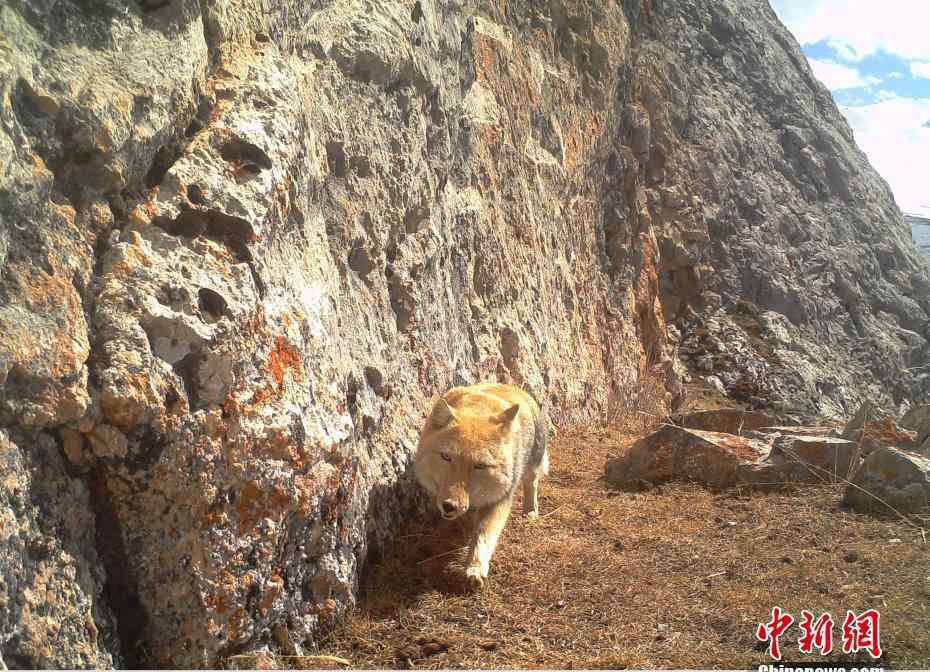 迷之微笑 青海发现野生藏狐 大方脸露出迷之微笑 为什么说藏狐精神污染