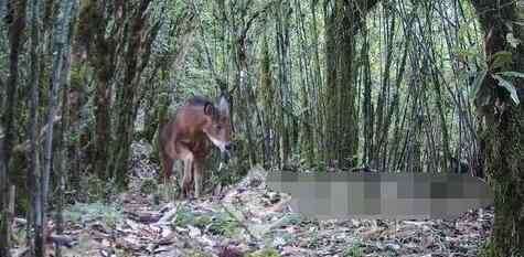 云南发现红鬣羚 罕见至极现在很少见到了