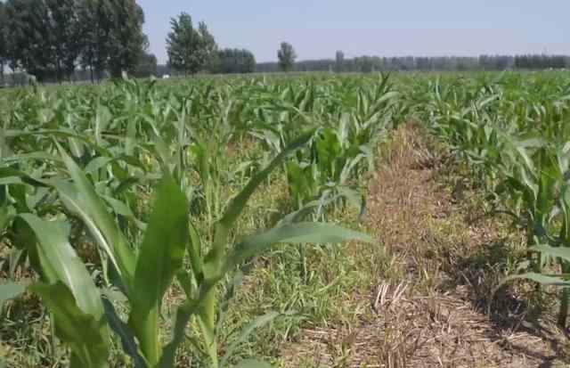 玉米为什么要割苗 玉米割苗惹争议，夏玉米到底用不用割苗？教你正确的做法