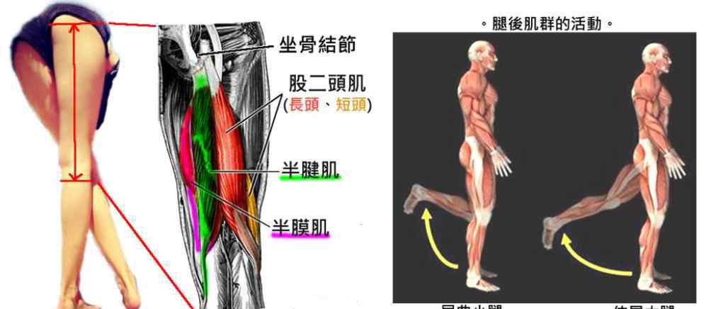 屁股连着大腿后侧筋痛 久坐后出现屁股酸痛，可能是大腿后侧“腘绳肌”惹祸