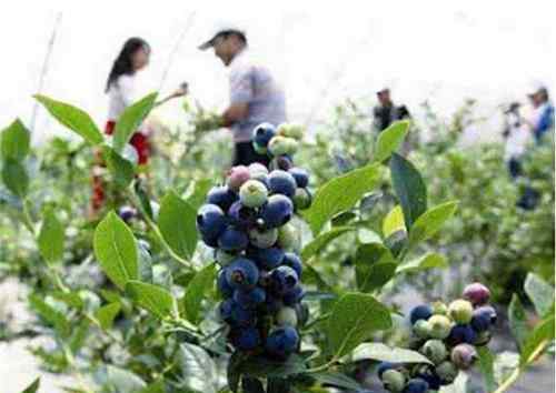 时令 6月水果有哪些 三大时令水果已经上市