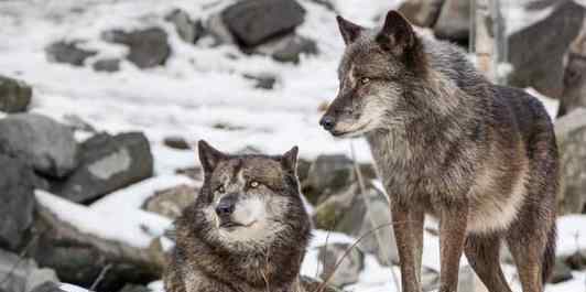 永久冻土中发现57000年前小狼崽 事件的真相是什么？