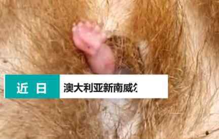 始料未及!袋熊死亡后袋囊中伸出一只小手 接下来不可思议的一幕发生