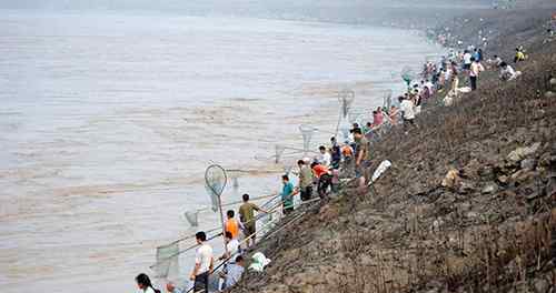 流鱼 黄河流鱼引群众集体捕捞 什么是黄河流鱼