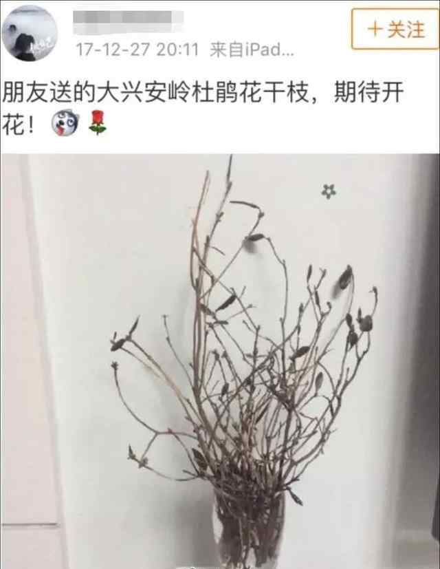 杜鹃花为什么是禁花 “起死回生”的杜鹃花刷爆朋友圈 野生杜鹃花真有那么神奇吗？