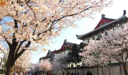 3月赏花 3月旅游赏花者聚集地 春季踏青国内国外不可错过的城市