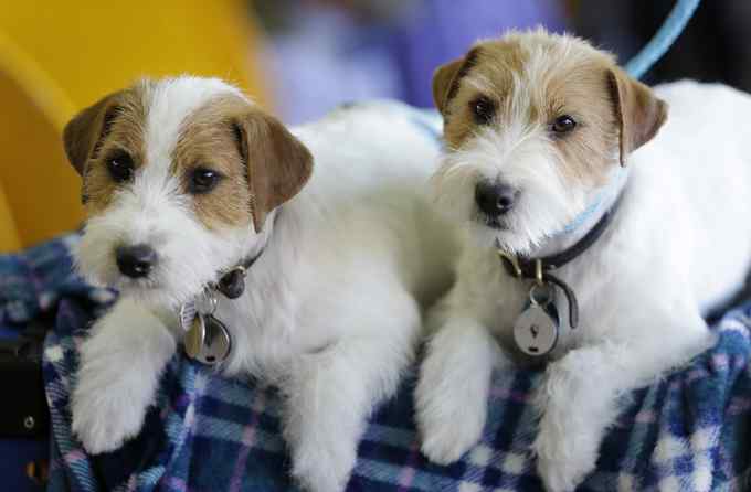 济南：拟规定每户居民仅养1只小型犬 遗弃犬只罚款2000元