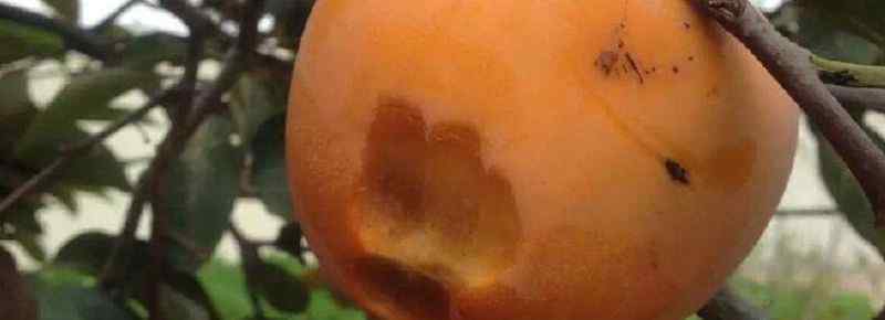 脆柿子是寒性水果吗